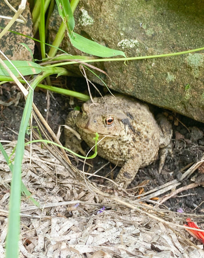 Toad