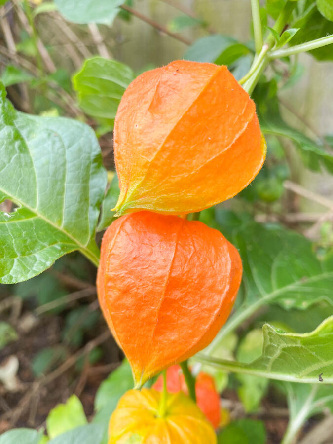 Physalis