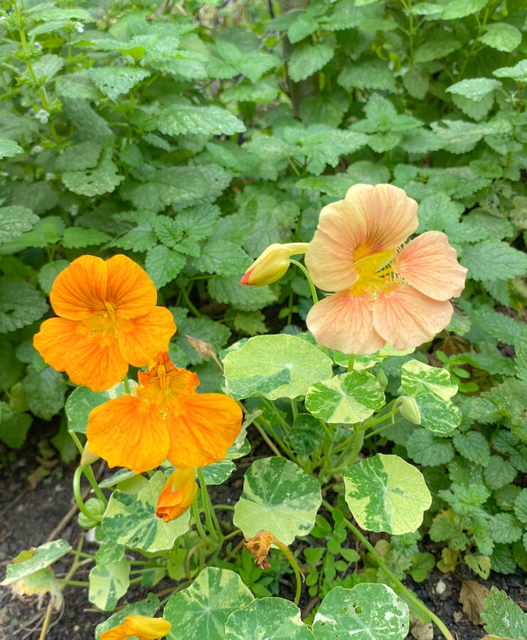 Nasturtium