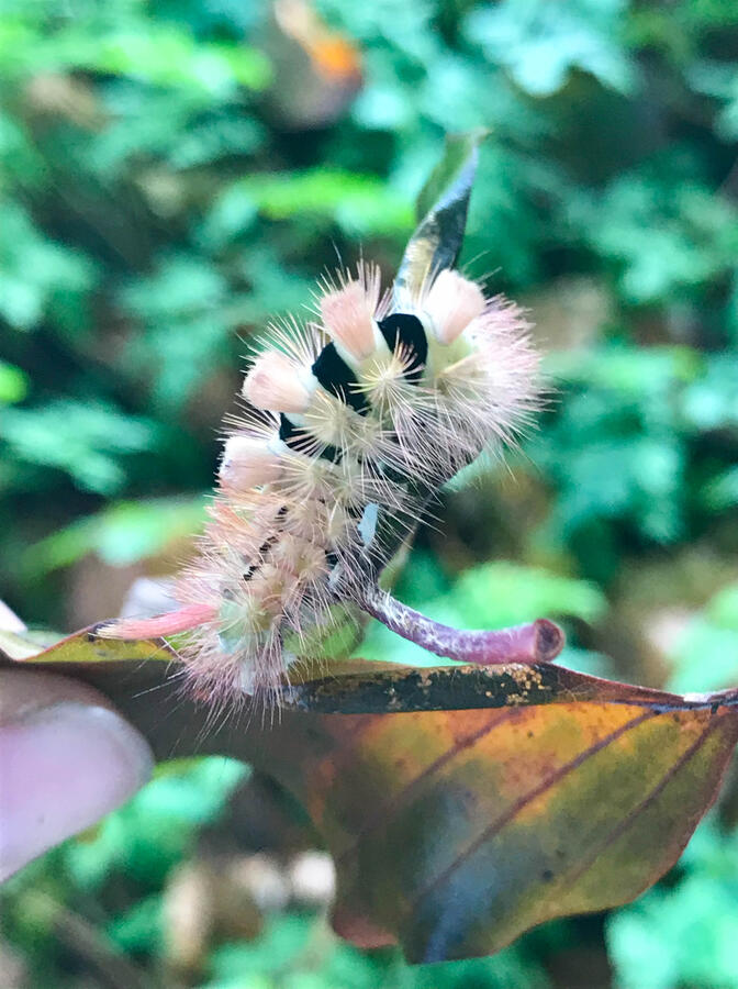 Pale tussock caterpillar