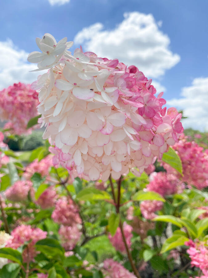 Hydrangea paniculata