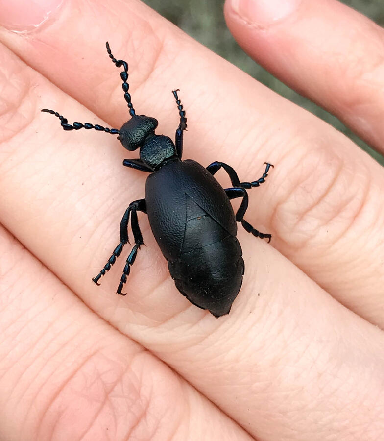 Oil Beetle